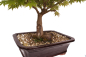 Preview: Bonsai - Acer palmatum, Japanischer Fächerahorn 218/250