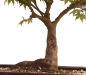 Preview: Bonsai - Acer palmatum, Japanischer Fächerahorn 218/250