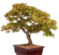 Preview: Bonsai - Acer palmatum - Japanischer Fächerahorn 218/251