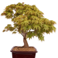 Preview: Bonsai - Acer palmatum - Japanischer Fächerahorn 218/251