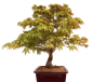 Preview: Bonsai - Acer palmatum - Japanischer Fächerahorn 218/251
