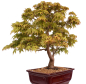 Preview: Bonsai - Acer palmatum - Japanischer Fächerahorn 218/251