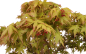Preview: Bonsai - Acer palmatum - Japanischer Fächerahorn 218/251