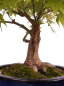 Preview: Bonsai - Acer palmatum - Japanischer Fächerahorn 218/253