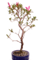 Preview: Bonsai - Japanische Satsuki Azalee 'Asuka-no-Homare' Rhododendron indicum 218/68