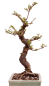 Preview: Bonsai - Ulmus parvifolia 'Seiju', Chinesische Ulme, sehr kleine Blätter 220/91