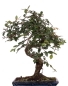 Mobile Preview: Bonsai - Ulmus parvifolia, Chinesische Ulme 221/60