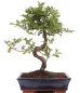 Preview: Bonsai - Ulmus parvifolia, Chinesische Ulme 221/64