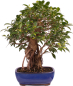 Preview: Bonsai - Ficus retusa - Chinesische Feige 221/77