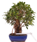 Preview: Bonsai - Ficus retusa - Chinesische Feige 221/77