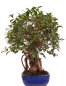 Preview: Bonsai - Ficus retusa - Chinesische Feige 221/77
