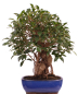 Preview: Bonsai - Ficus retusa - Chinesische Feige 221/77