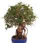 Preview: Bonsai - Ficus retusa - Chinesische Feige 221/77
