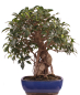 Preview: Bonsai - Ficus retusa - Chinesische Feige 221/77