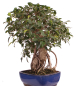 Preview: Bonsai - Ficus retusa - Chinesische Feige 221/77
