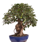 Preview: Bonsai - Ficus retusa - Chinesische Feige 221/77