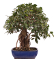 Preview: Bonsai - Ficus retusa - Chinesische Feige 221/77