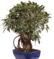 Preview: Bonsai - Ficus retusa - Chinesische Feige 221/77