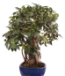 Preview: Bonsai - Ficus retusa - Chinesische Feige 221/77
