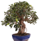 Preview: Bonsai - Ficus retusa - Chinesische Feige 221/77