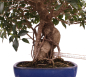 Preview: Bonsai - Ficus retusa - Chinesische Feige 221/77