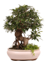 Preview: Bonsai - Ficus retusa - Chinesische Feige 221/79