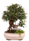 Preview: Bonsai - Ficus retusa - Chinesische Feige 221/79
