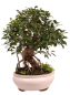 Preview: Bonsai - Ficus retusa - Chinesische Feige 221/79