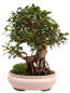 Preview: Bonsai - Ficus retusa - Chinesische Feige 221/79