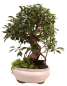 Preview: Bonsai - Ficus retusa - Chinesische Feige 221/79
