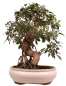 Preview: Bonsai - Ficus retusa - Chinesische Feige 221/79