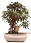 Preview: Bonsai - Ficus retusa - Chinesische Feige 221/79