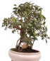Preview: Bonsai - Ficus retusa - Chinesische Feige 221/79