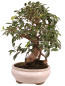 Preview: Bonsai - Ficus retusa - Chinesische Feige 221/79