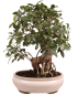 Preview: Bonsai - Ficus retusa - Chinesische Feige 221/79