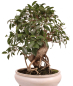 Preview: Bonsai - Ficus retusa - Chinesische Feige 221/79