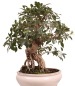 Preview: Bonsai - Ficus retusa - Chinesische Feige 221/79