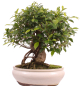Preview: Bonsai - Ficus retusa - Chinesische Feige 221/80