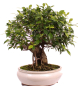Preview: Bonsai - Ficus retusa - Chinesische Feige 221/80