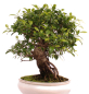 Preview: Bonsai - Ficus retusa - Chinesische Feige 221/80