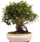 Preview: Bonsai - Ficus retusa - Chinesische Feige 221/80