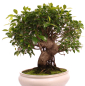 Preview: Bonsai - Ficus retusa - Chinesische Feige 221/80