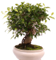 Preview: Bonsai - Ficus retusa - Chinesische Feige 221/80