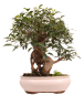 Preview: Bonsai - Ficus retusa - Chinesische Feige 221/81