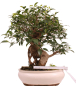Preview: Bonsai - Ficus retusa - Chinesische Feige 221/81