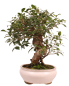 Preview: Bonsai - Ficus retusa - Chinesische Feige 221/81