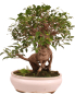 Preview: Bonsai - Ficus retusa - Chinesische Feige 221/81