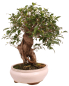 Preview: Bonsai - Ficus retusa - Chinesische Feige 221/81