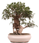 Preview: Bonsai - Ficus retusa - Chinesische Feige 221/8