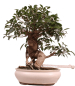Preview: Bonsai - Ficus retusa - Chinesische Feige 221/8